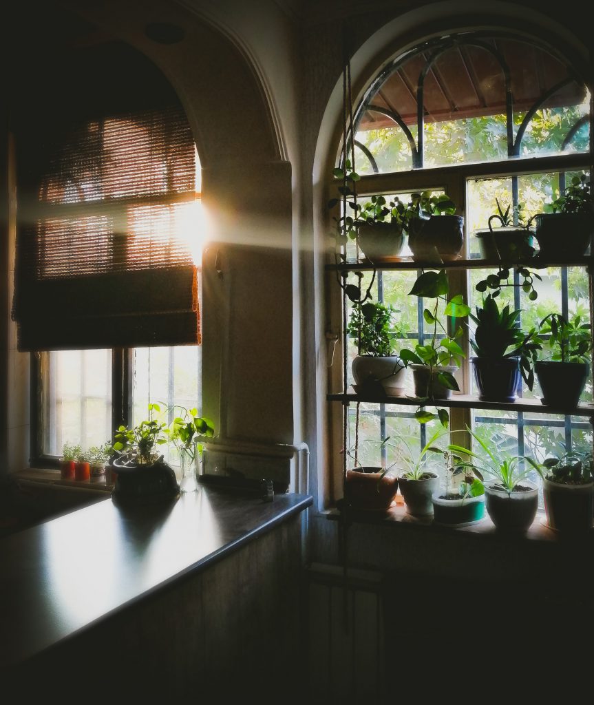 planten voor raam
